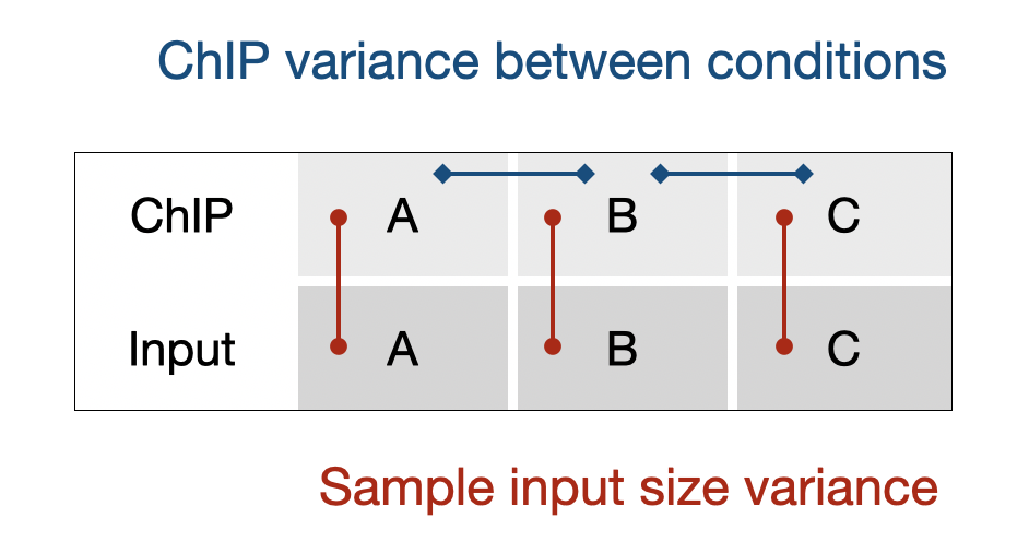 Vertical (input) and horizontal (ChIP) normalization