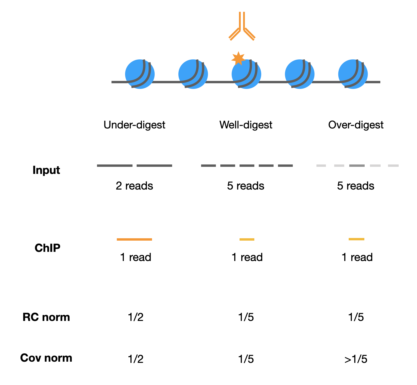 Genomic DNA fragmentation could affect input normalization results. (RC: read count; Cov: coverage)